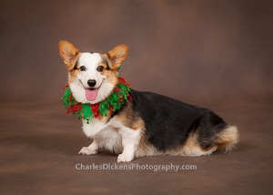 Pet_People_Portraits_Falls-0677-2